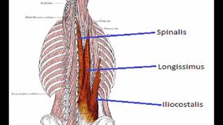 Two Minutes of Anatomy Erector Spinae AKA Paraspinals [upl. by Deppy]