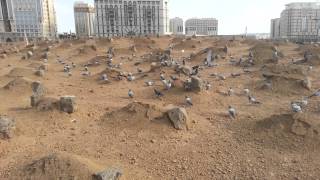 Inside Jannat AlBaqi  HD Video of AlBaqi Madina [upl. by Bohman866]