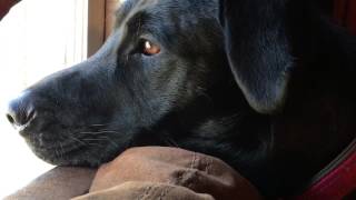 MY LABRADORS REACTION  WHIMPERING amp GROWLING [upl. by Korwun183]