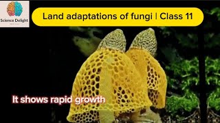 Land adaptations of fungi  Class 11 eLearnK12 [upl. by Lenahs957]