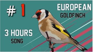 3 hours of Goldfinch Singing Song 2018 [upl. by Eiggem865]