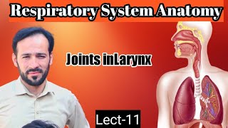 11 Larynx anatomy  Joints in larynx  Anatomy of larynx  ligaments and membranes of larynx [upl. by Channa109]