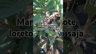 Mamey Sapote loreto 800 RB an [upl. by Kowal781]