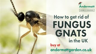 How to get rid of Fungus Gnats in the UK [upl. by Alard]