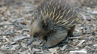 Knuckles the Echidna in Real Life [upl. by Moyra829]