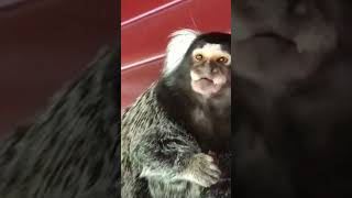 Having A Marmoset As Pet❤️❤️ shorts YouTubeShorts petlover shorts YouTubeShorts [upl. by Rand]