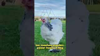 GALLINA BRAHMA ¿Sabías qué 42 shorts [upl. by Rrats]