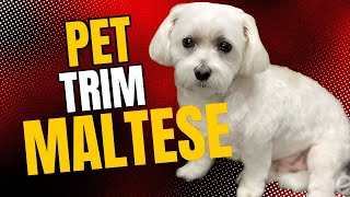 HOW to GROOM a MALTESE PET TRIM Step by Step [upl. by Billie]