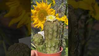 Copiapoa hypogaea lizard skin cactus plant flowering for the first time  sept 2023 [upl. by Eiramanig]