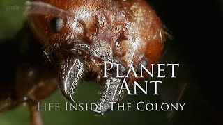 BBC – Planet Ant Life Inside the Colony 2013 1080p High Quality [upl. by Dnomaj]