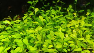 Glossostigma elatinoides carpet after 41 days [upl. by Ailadi734]