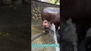 Baby hippo 🦛 plying zoo park 🏞️ mountain river falls4 [upl. by Haidabo]