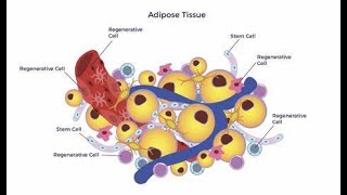 Histology of Adipose Fatty Tissues [upl. by Weitzman]