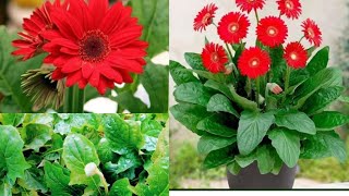 How to grow and care for the Gerbera plant ।। Care and tips for the Gerbera plant।।। [upl. by Arracahs556]