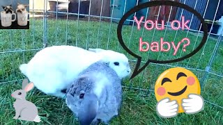 Mama Bunny Interrupts Baby Cleaning its Face 🥰🐰 [upl. by Nylarej365]