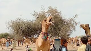 Camel chewing food chewing chewingsounds video subscribe [upl. by Prowel]