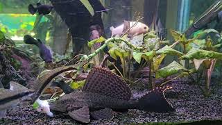 Fish Aquarium Black molly Angelfish Goldfish Pterygoplichthys gibbiceps Reedfish [upl. by Nniuqal]