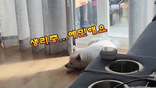 귀여운 아지 강아지도 생리를 하면 예민해진다vlog Even cute Aji dogs get sensitive when they menstruate [upl. by Galasyn]