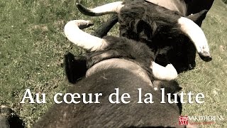 Val dHérens pays des reines Combat de vaches filmé en GoPro [upl. by Damiani]