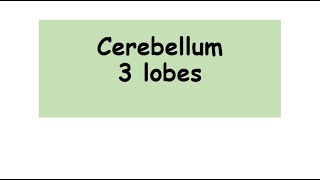 Cerebellum 3 lobes anatomy biology lobes of cerebellum [upl. by Poppo]