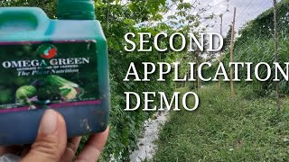 OMEGA GREEN FOLIAR FERTILIZER DEMO  2ND APPLICATION [upl. by Buseck11]