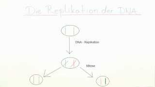 Die Replikation der DNA  Biologie  Genetik [upl. by Lorelie270]