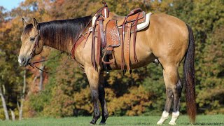 “Willow Creek Hickory” Buckskin Gelding Masters Equine [upl. by Mauldon]