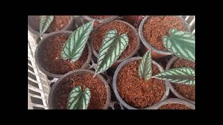 How to Propagate Cissus Discolor [upl. by Astri652]