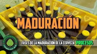 Cómo Hacer Cerveza Artesanal en Casa MADURACIÓN PROCESOS [upl. by Leiser]