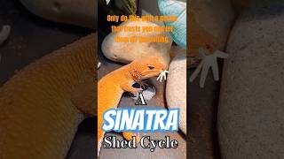 A Sinatra Shed Cycle ReUpload leopardgecko Shedding lieutenantpancake franksinatra [upl. by Inoliel]