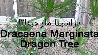 نباتات الزينه  دراسينا مارجيناتا طرق العنايه Dracaena Marginata [upl. by Barnaba463]