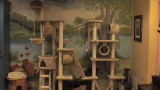 Timelapse of cats on big cat tree [upl. by Dinin373]