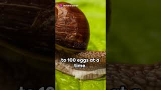 How do snails reproduce [upl. by Sergias]