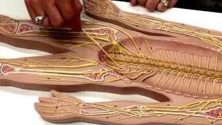 Nerves explained on nerve board by professor [upl. by Lauhsoj]