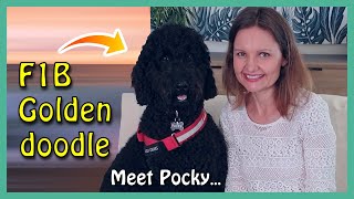 F1B BLACK GOLDENDOODLE  Meet Pocky with a cameo by a GATECRASHER [upl. by Shivers]