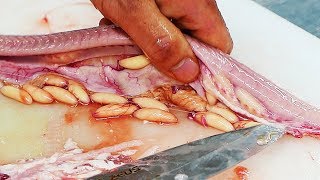 Korean Street Food  HAGFISH Seafood Korea [upl. by Melvina]