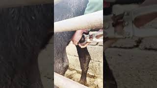 Shorts Castrating Bull Calves  Beef Farming [upl. by Araht]