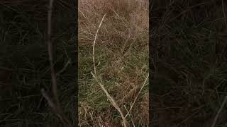 Wet grass make for birds that wanna sit hunting uplandhunting dog shorts pheasanthunting [upl. by Anelav]