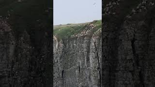 Gannet birds flying about Bempton Cliffs [upl. by Erlinna]