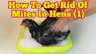 How To Get Rid Of Mites In Chickens1 [upl. by Carley544]