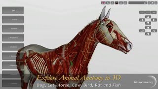 Explore Animal Anatomy in 3D Dog Cat Horse Cow Bird Rat and Fish [upl. by Akived]