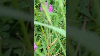 Flowers of our south Norfolk fields  Common or Black Knapweed [upl. by Ebocaj538]