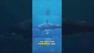 Great White Sharks Understanding Their Low Reproductive Rate [upl. by Navoj]