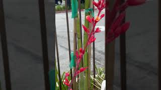 Blooming quotRed Yuccaquot Hesperaloe parviflora [upl. by Casmey]