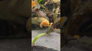 Rope Fish In A Planted Fluval Roma [upl. by Solegnave]