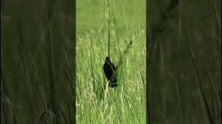 The song of a Bobolink nature birds [upl. by Nancy]