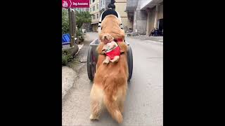 The golden retriever goes out with his owner carrying his puppy on his back😂 [upl. by Geraldine381]