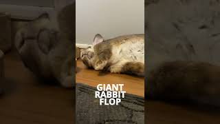 Flemish Giant Rabbits Love To Flop [upl. by Kareem]