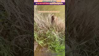 एक गाय मां नदी मे देखकर इतनी बेचैन क्यो हो गई 😱🙏 animal animals animallover cow [upl. by Haelhsa]