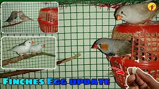 Finches egg update in Tamil Ben Birds World [upl. by Nnyllatsyrc]